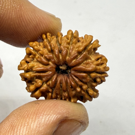 RUDRAKSHA