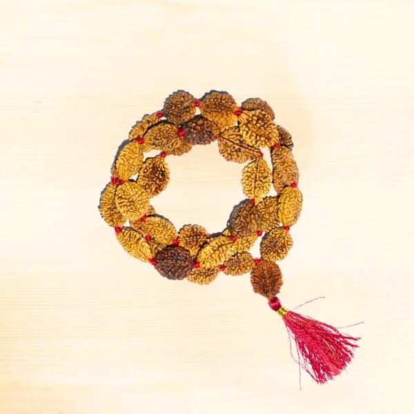 2 Mukhi Rudraksha Mala, Two Face Rudraksha Rosary, 2 Mukhi Mala, 33 Beads, Size 25 mm