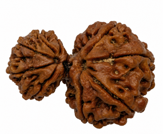 Garbh Gauri Rudraksha Nepali | Parvati & Ganesha | Sun | Solve Pregnancy Problems