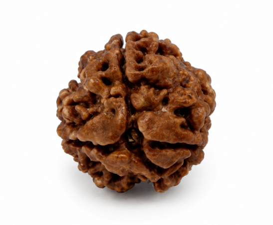 3 Mukhi Nepali Rudraksha | Lord Agni | Mars | Burns Past Karma, Clear Depression & Boost Digestion