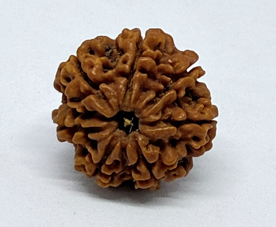7 Mukhi Rudraksha Nepali 28 mm | Goddess Lakshmi | Saturn | Attracts Money & Removes Saturn’s Problems
