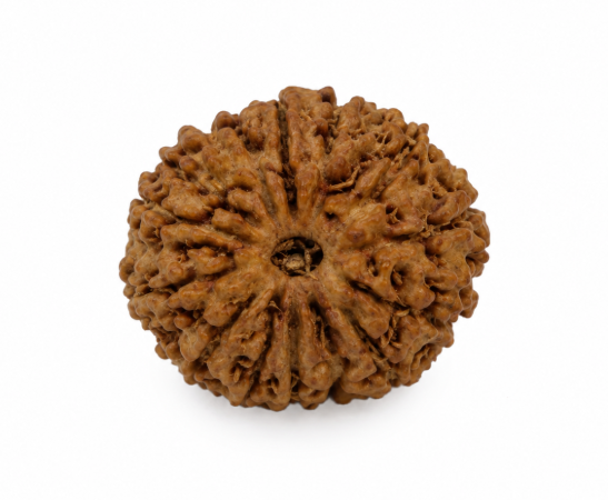14 Mukhi Lab Tested Certified Indonesian Rudraksha