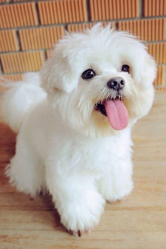 Sitzu puppy