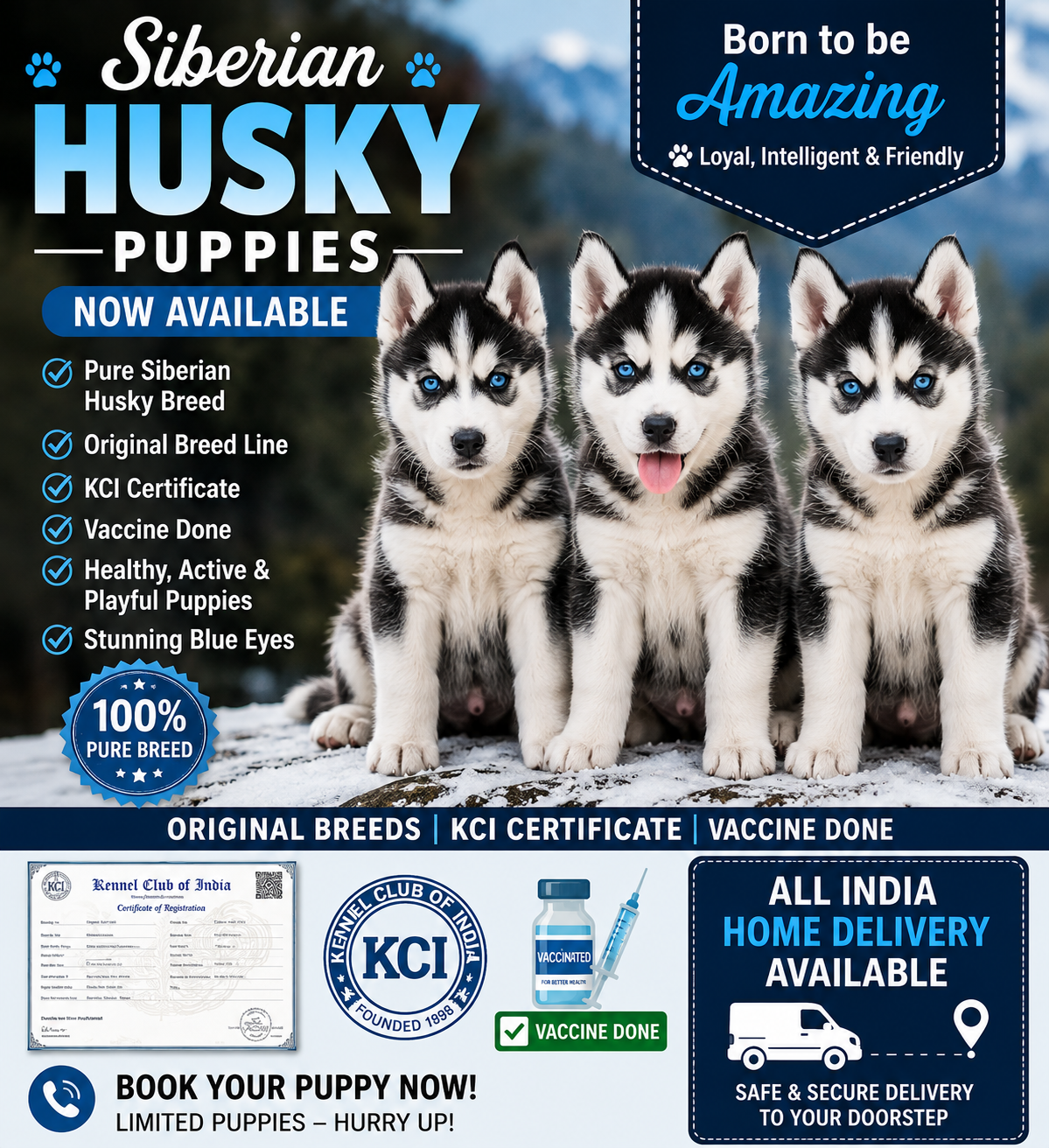 Husky puppy